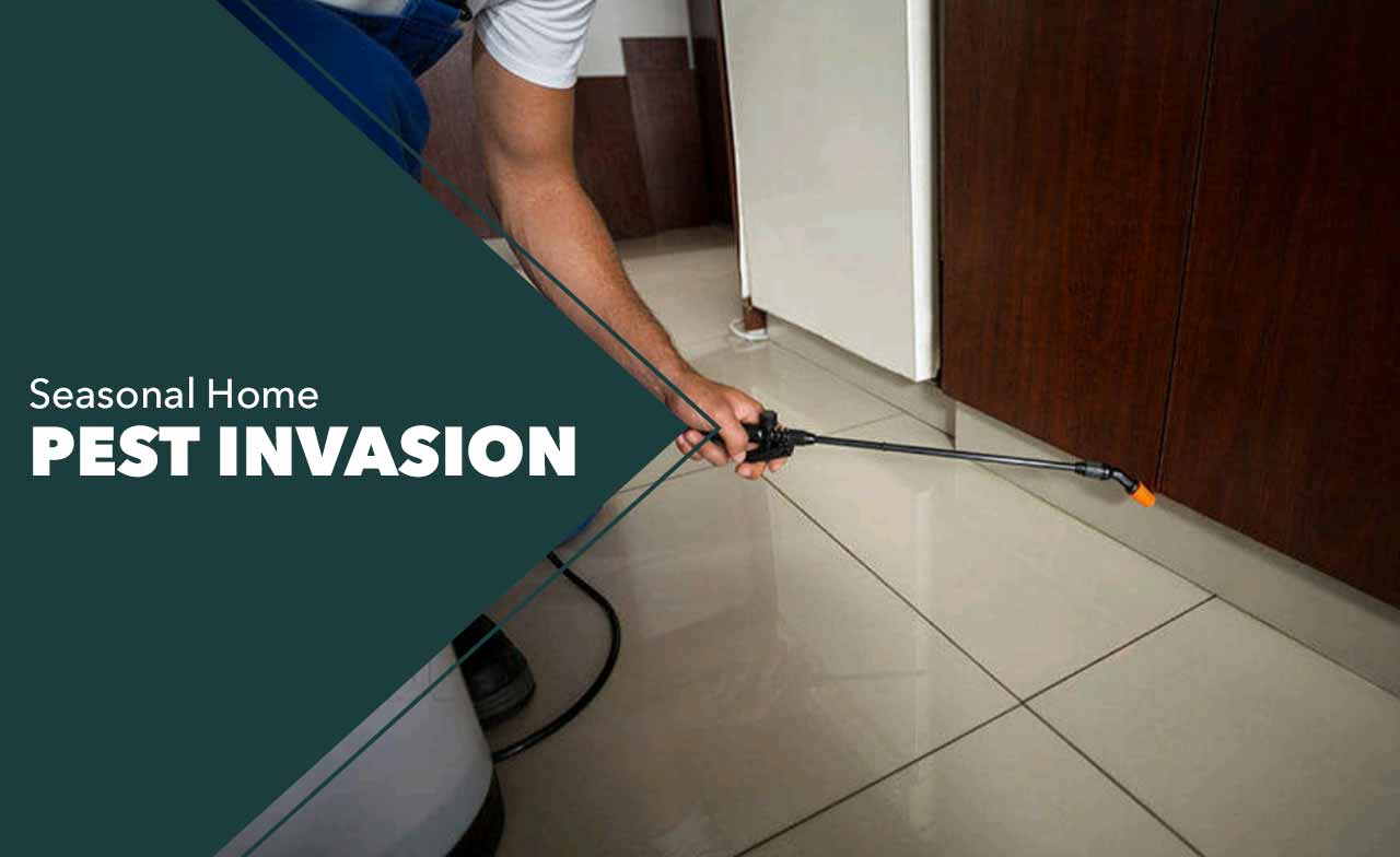 Seasonal Home Pest Invasion